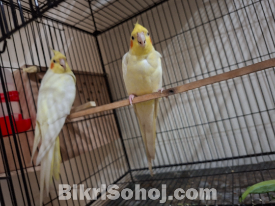 1 pair Active Lutino Cockatiel